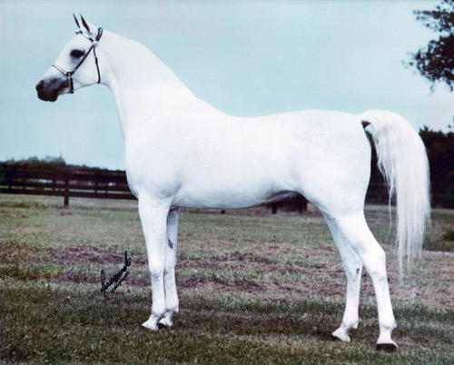 Ansata El Naseri ( Ansata Ibn Sudan x Ansata Bint Bukra )